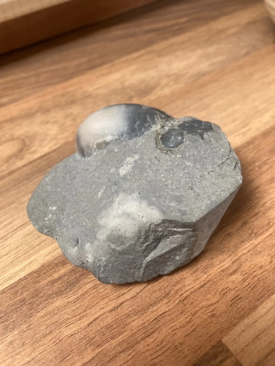 Fossil - devil’s toenail - Image 1