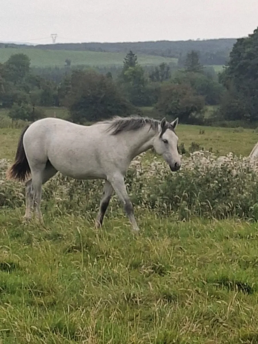 Connemara ponies Drumshanbo mart this Saturday. - Image 1