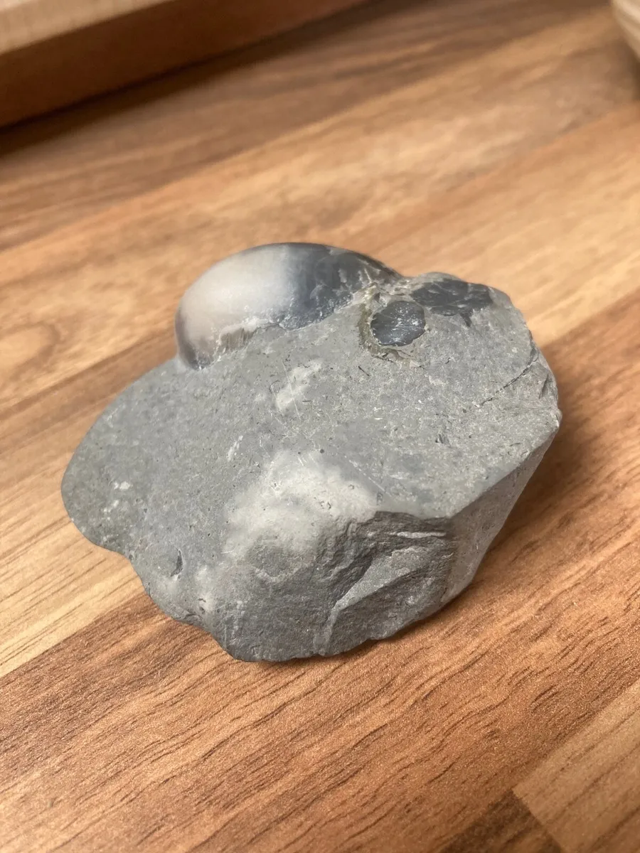 Fossil - devil’s toenail - Image 2