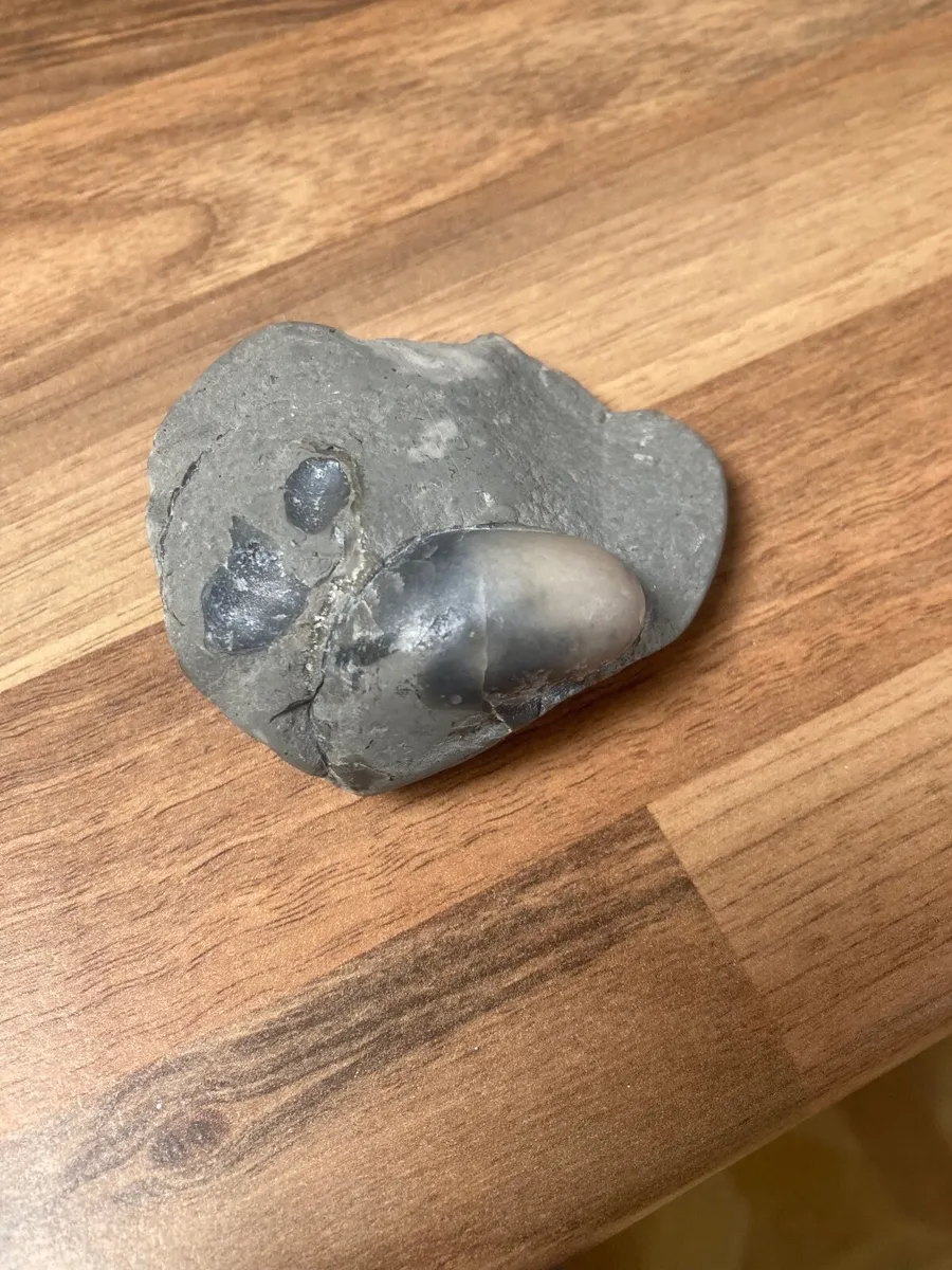 Fossil - devil’s toenail - Image 3