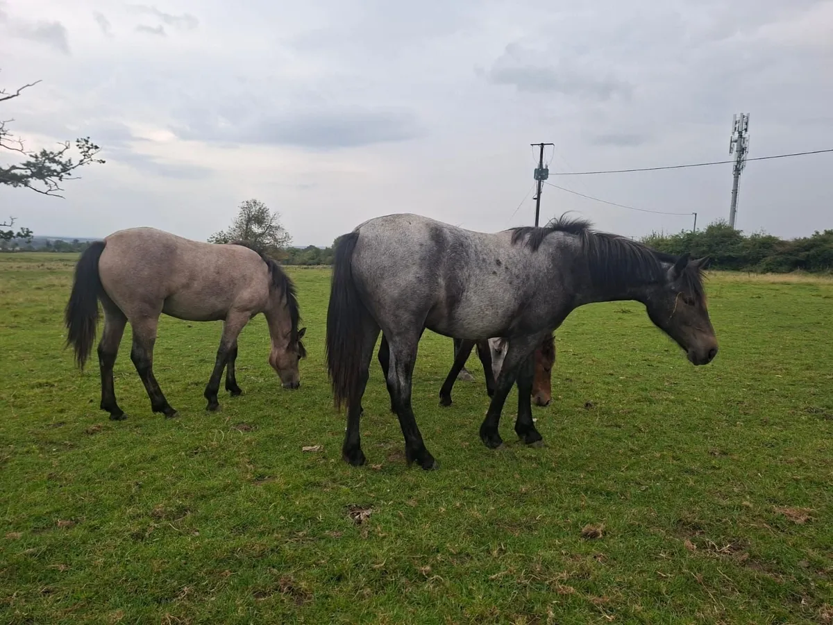 Connemara ponies Drumshanbo mart this Saturday. - Image 3
