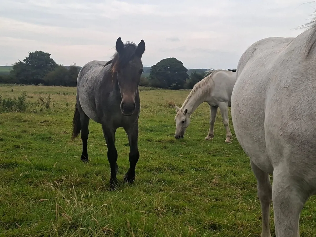 Connemara ponies Drumshanbo mart this Saturday. - Image 2