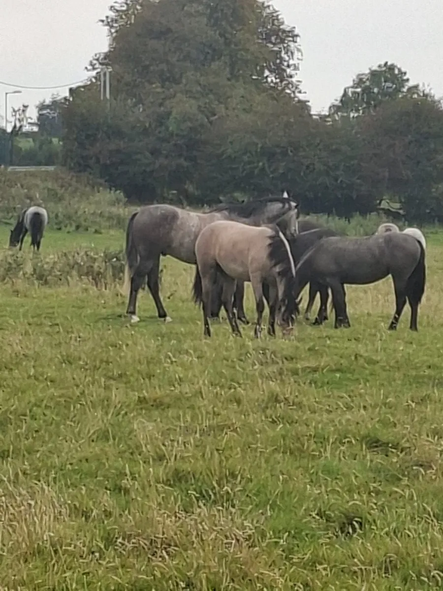 Connemara ponies Drumshanbo mart this Saturday. - Image 4