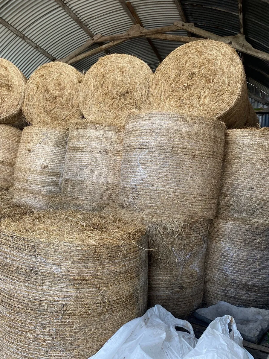 Hay - Image 2