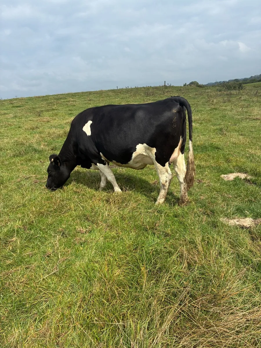 Springing heifers - Image 1