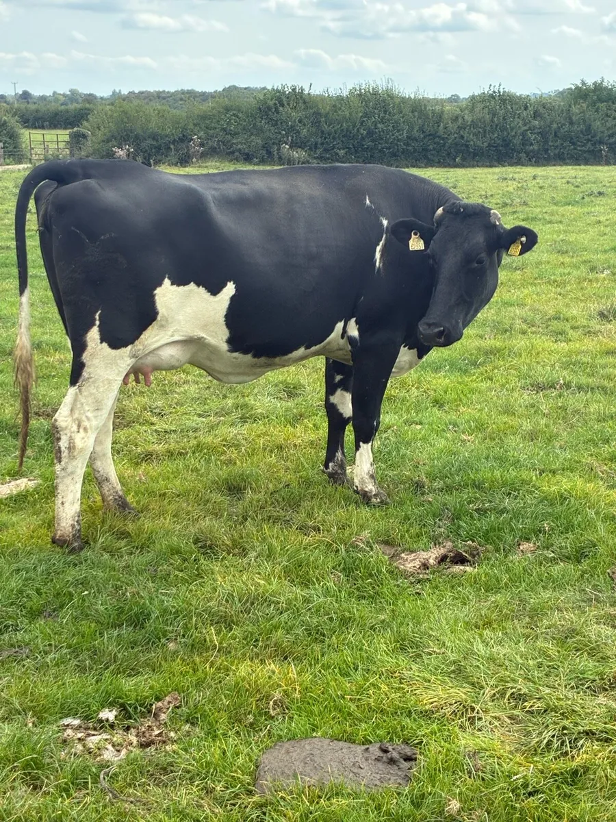 Springing heifers - Image 3