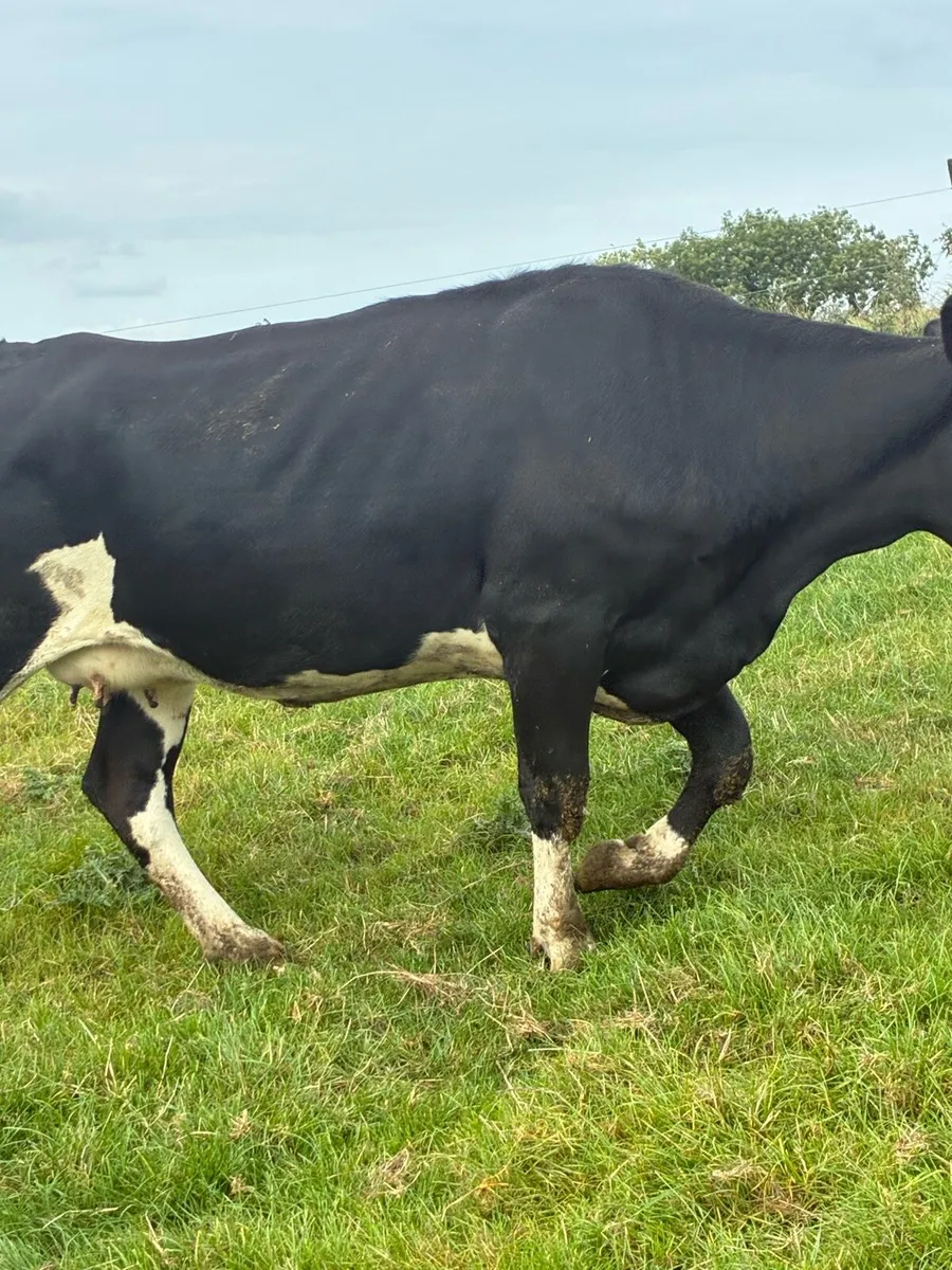 Springing heifers - Image 4