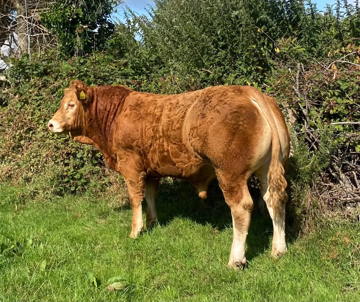 5 Star Pedigree Limousin Bull for sale - Image 2