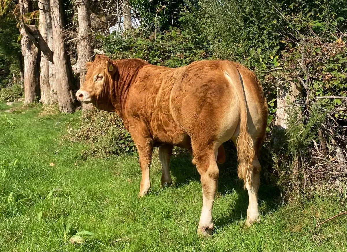 5 Star Pedigree Limousin Bull for sale - Image 1
