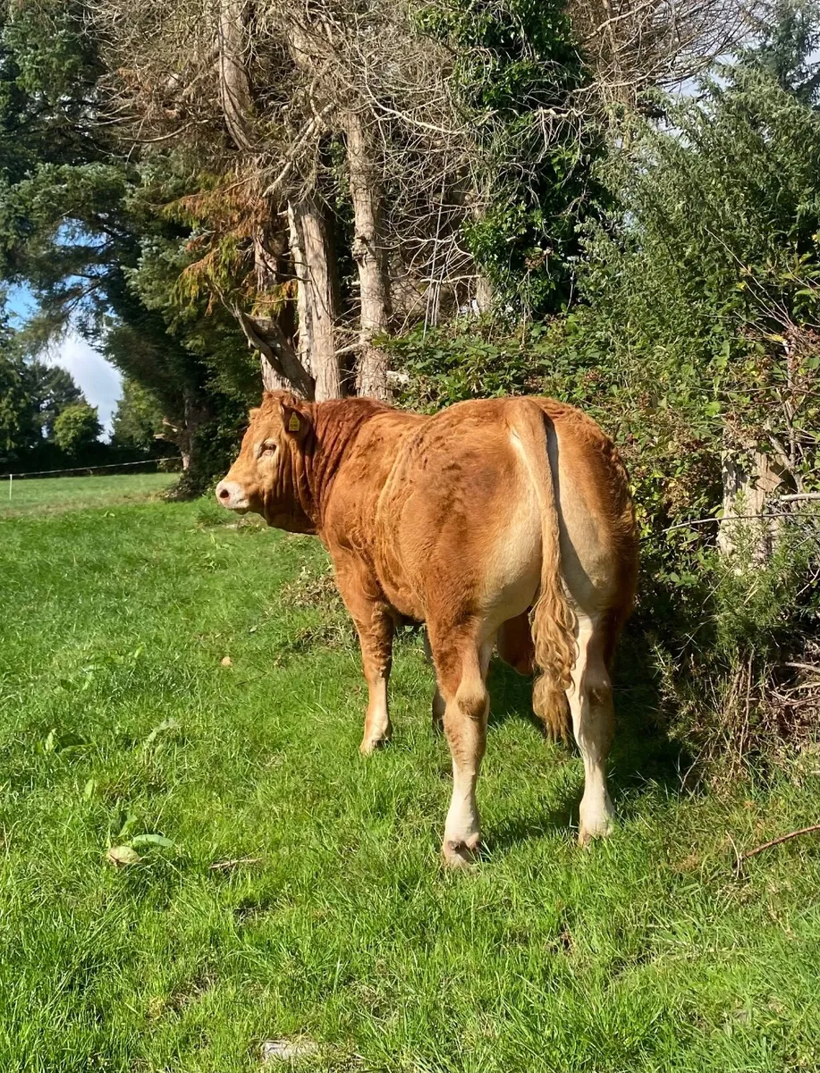 5 Star Pedigree Limousin Bull for sale - Image 3