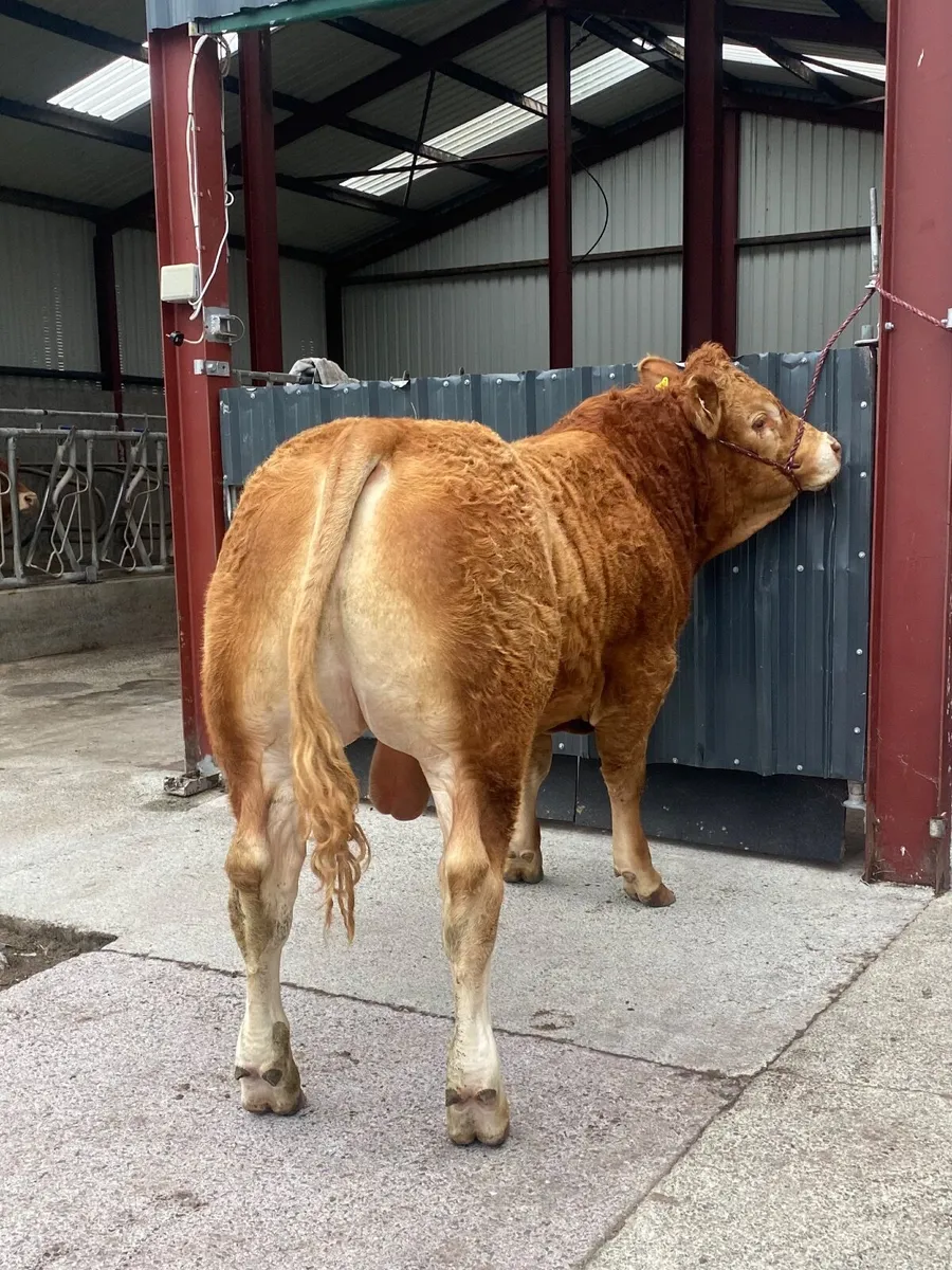 5 Star Pedigree Limousin Bull for sale - Image 4