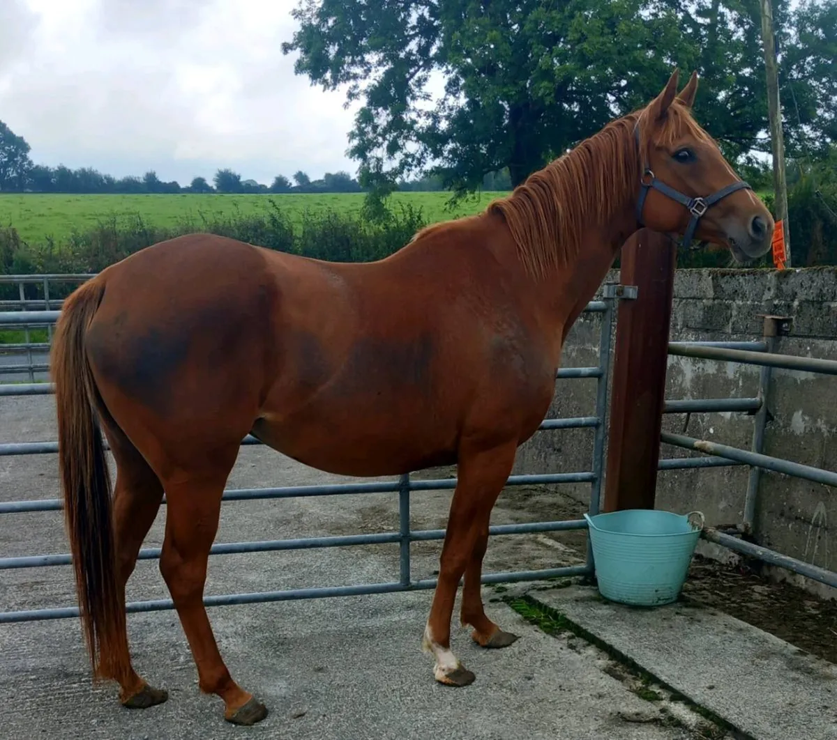TB MARE - Image 1
