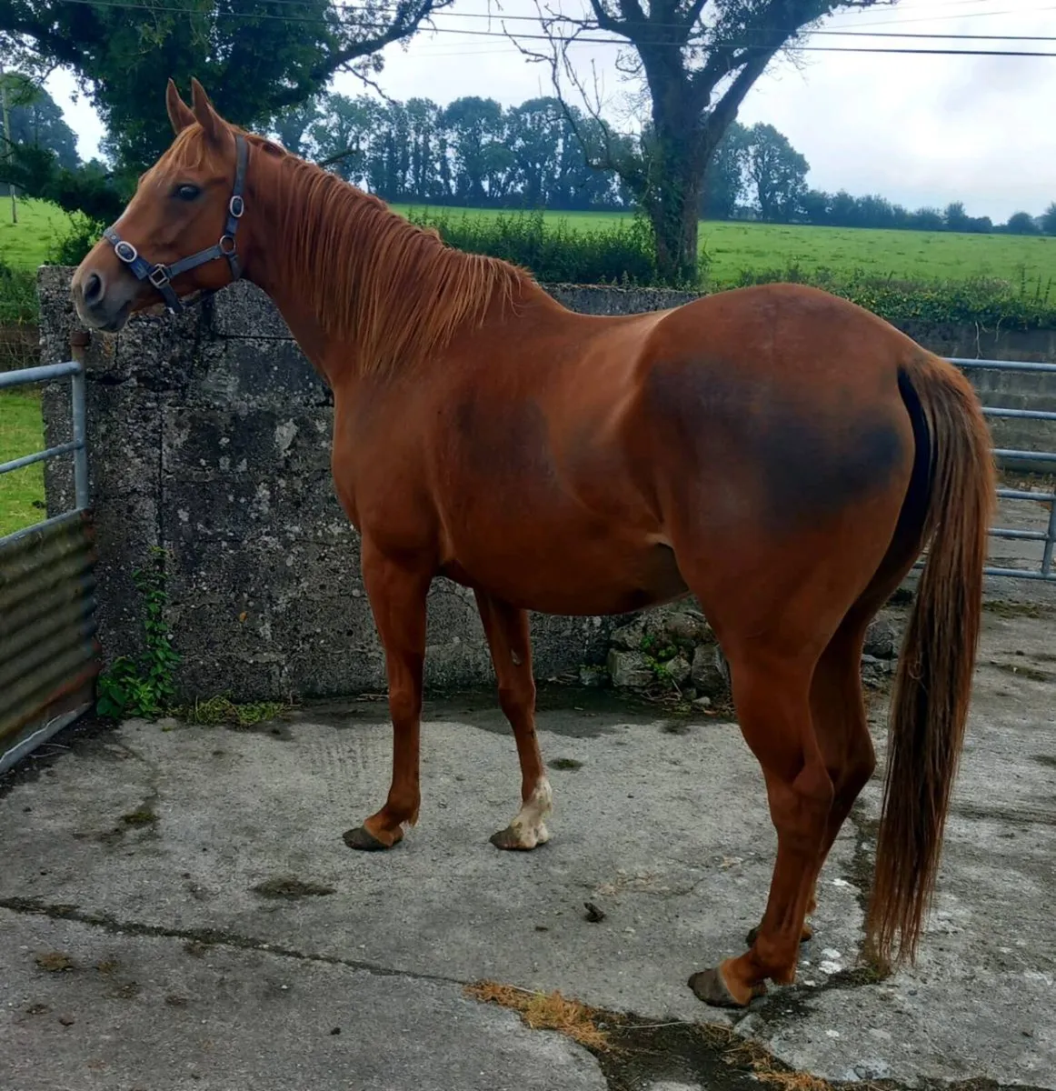 TB MARE - Image 2