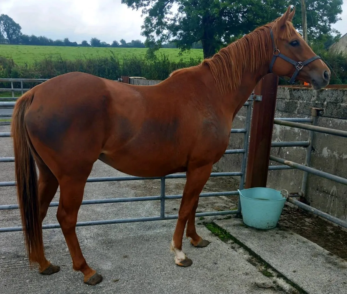 TB MARE - Image 3
