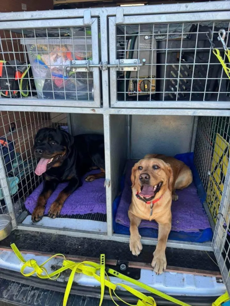 Dog travel crate - Image 1