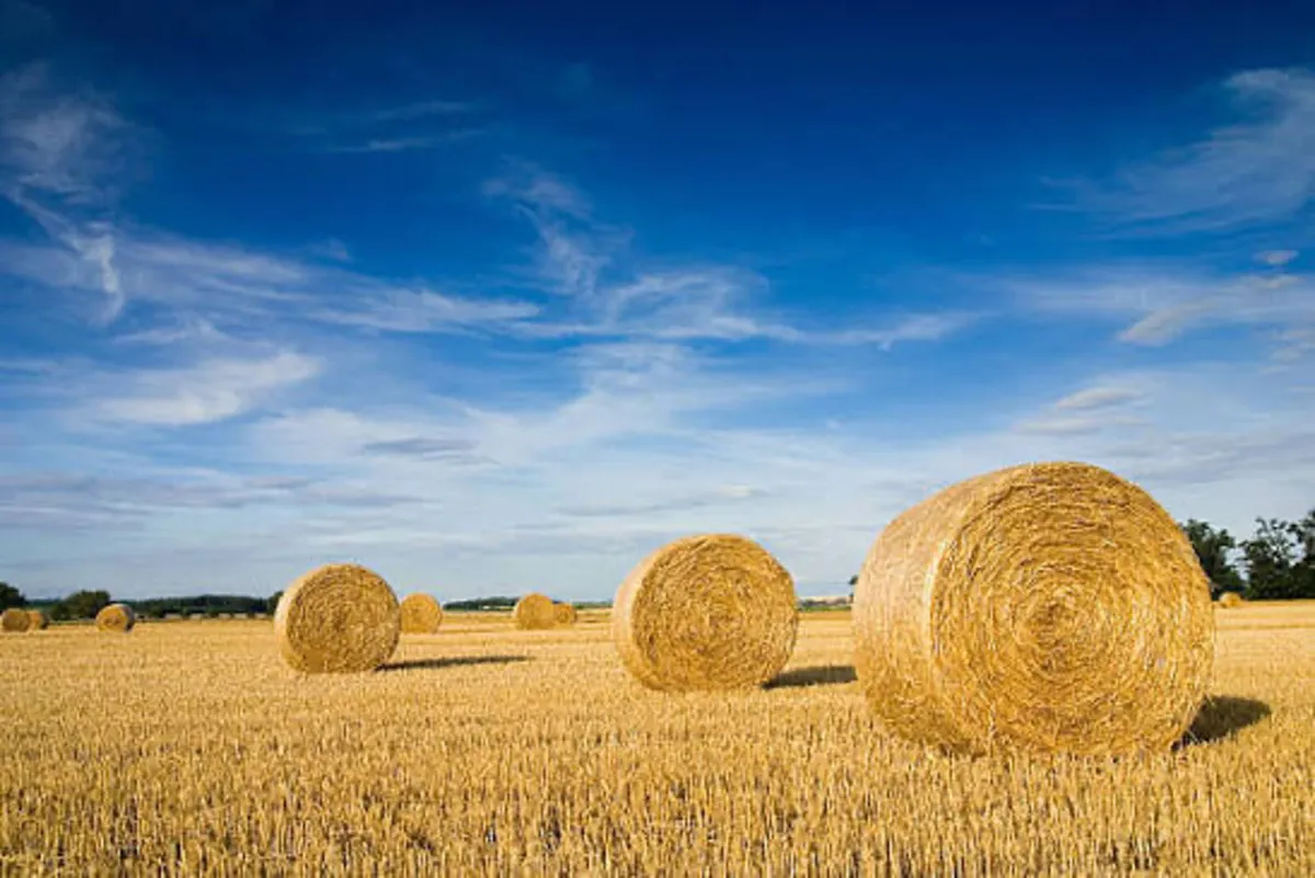 Straw - Image 1