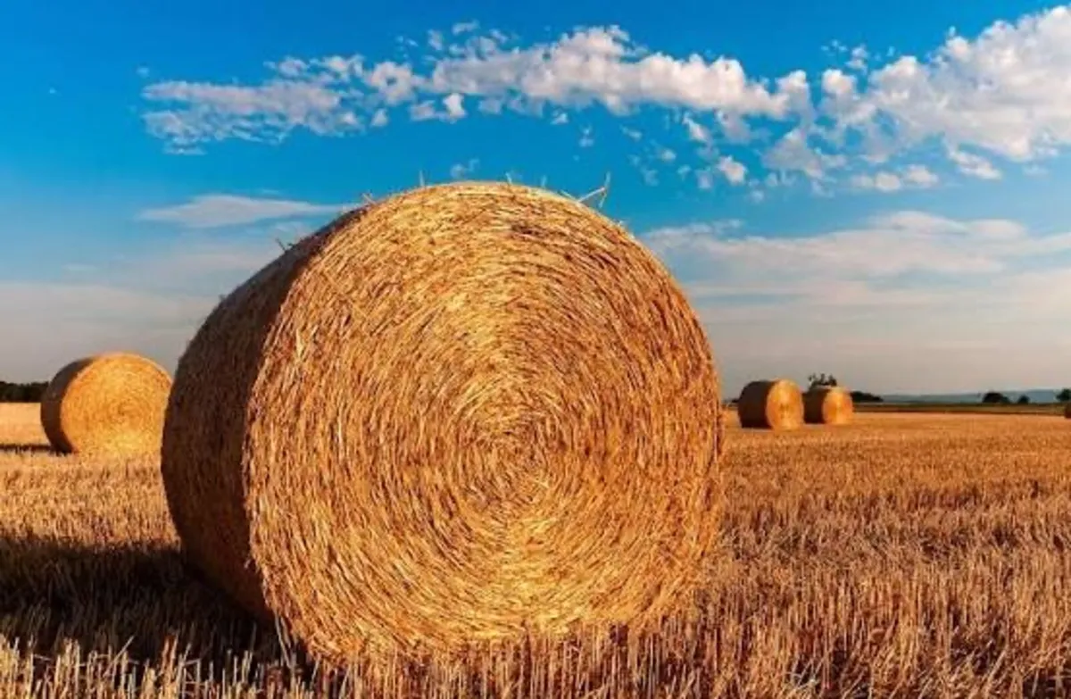 Straw - Image 2