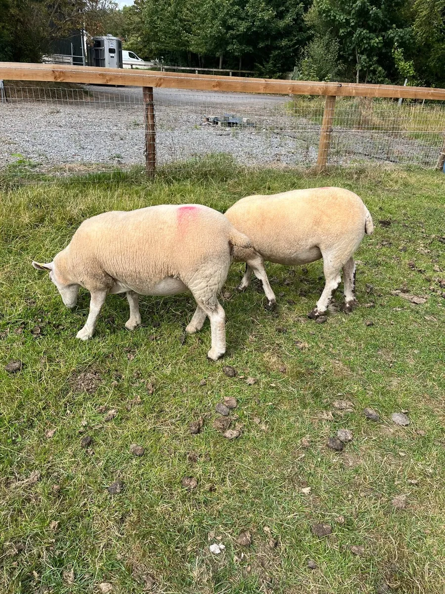 Hoggets - Image 2