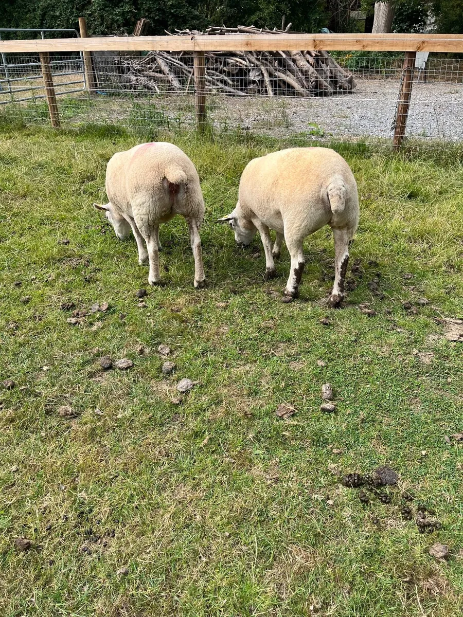 Hoggets - Image 3