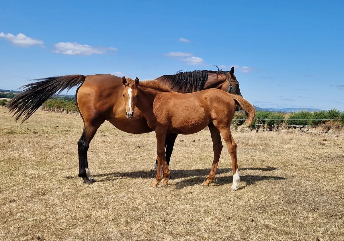 Thoroughbred filly foal from NH Black Type family - Image 1