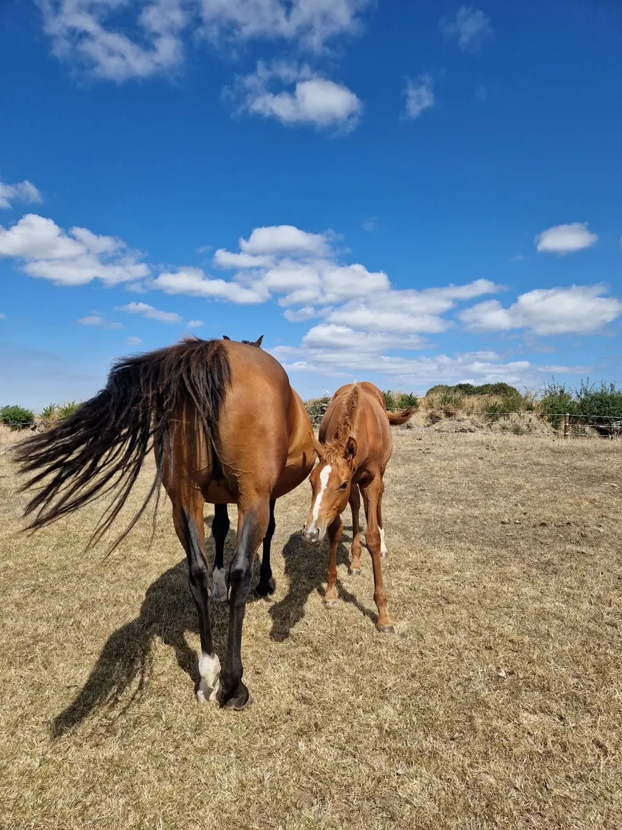 Thoroughbred filly foal from NH Black Type family - Image 3