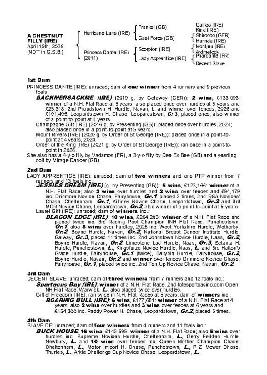 Thoroughbred filly foal from NH Black Type family - Image 4