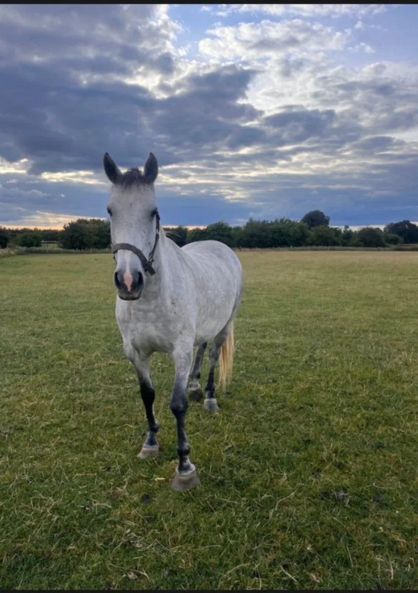 Connemara pony x ish - Image 1