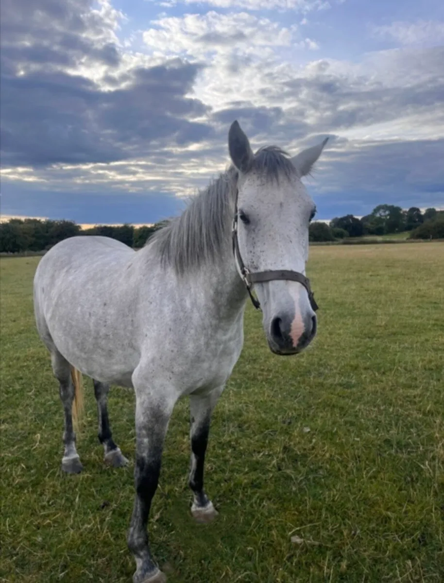 Connemara pony x ish - Image 2