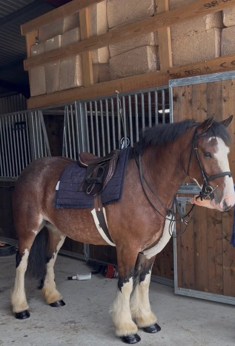 15 hand 5 year old cob - Image 1