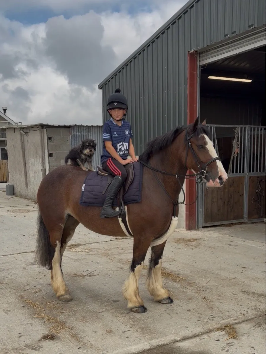 15 hand 5 year old cob - Image 2