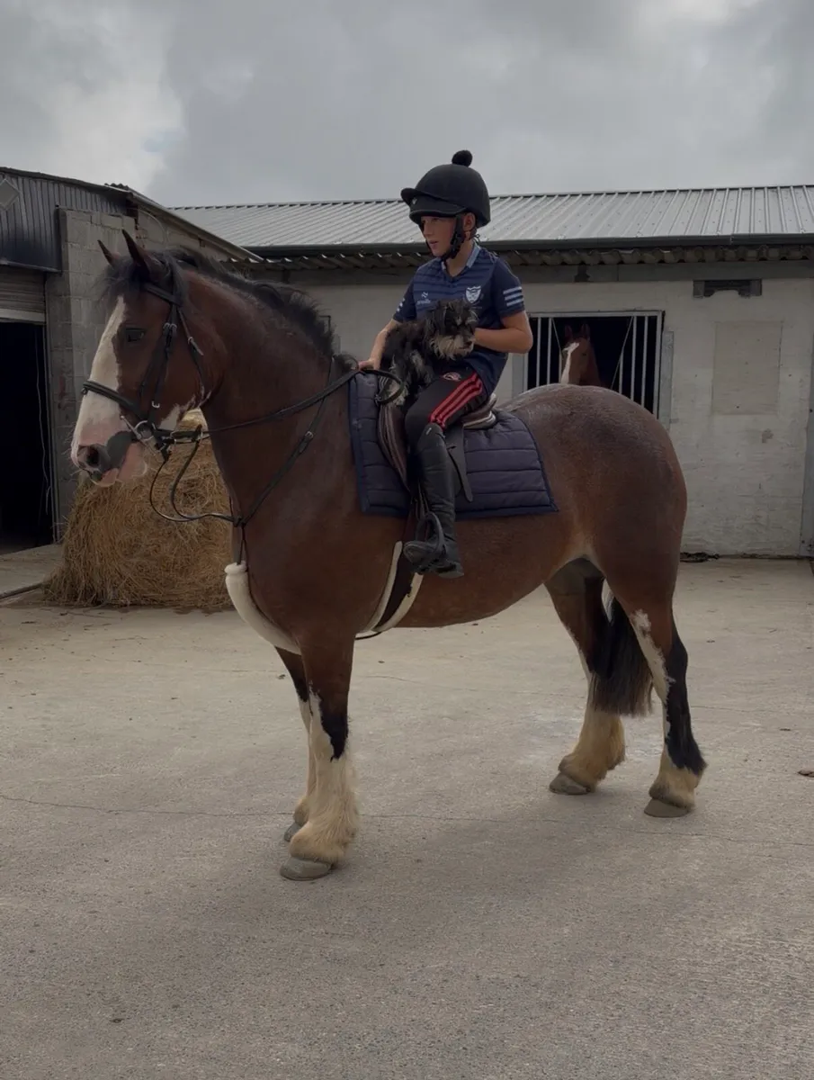 15 hand 5 year old cob - Image 3