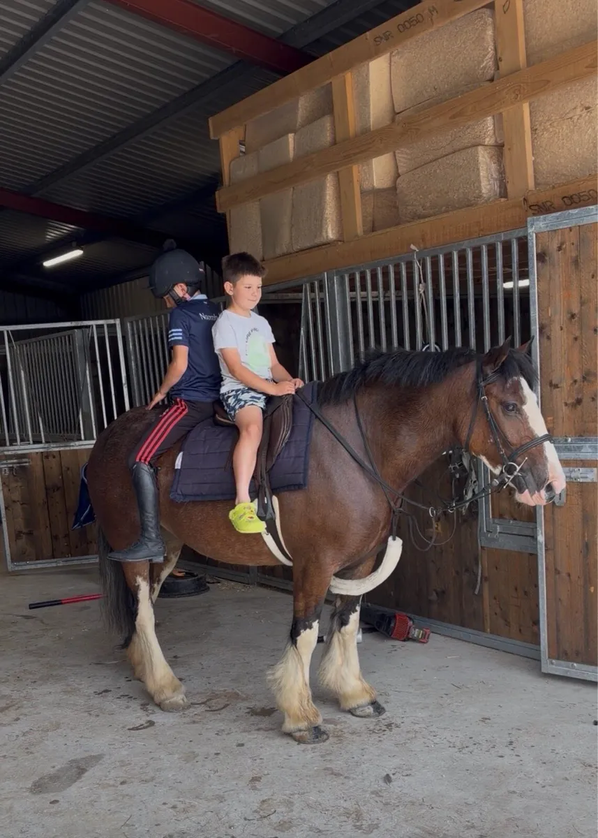 15 hand 5 year old cob - Image 4