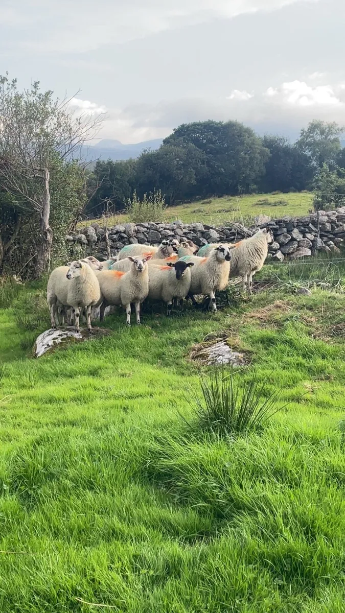 MuleXCheviot ewe lambs - Image 2