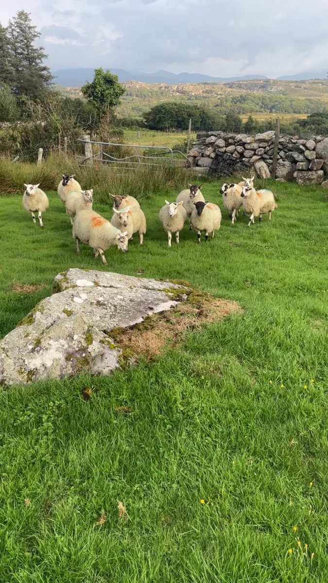 MuleXCheviot ewe lambs - Image 3