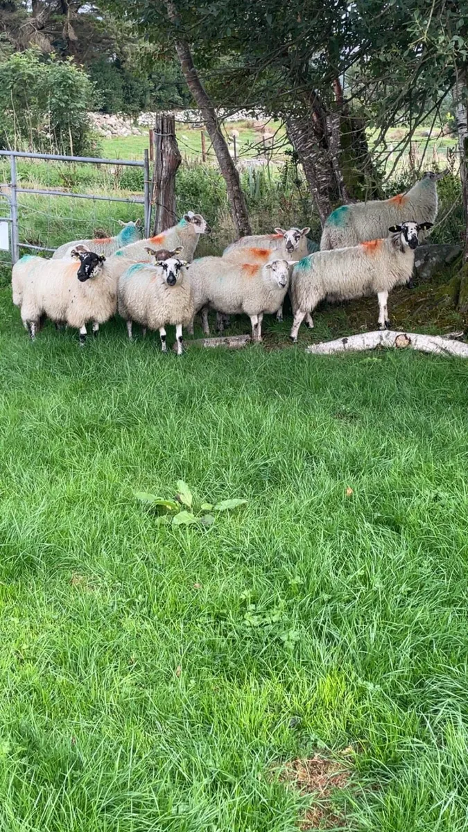 MuleXCheviot ewe lambs - Image 1
