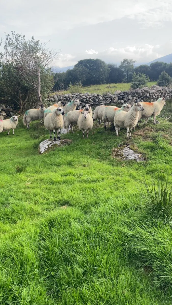 MuleXCheviot ewe lambs - Image 4