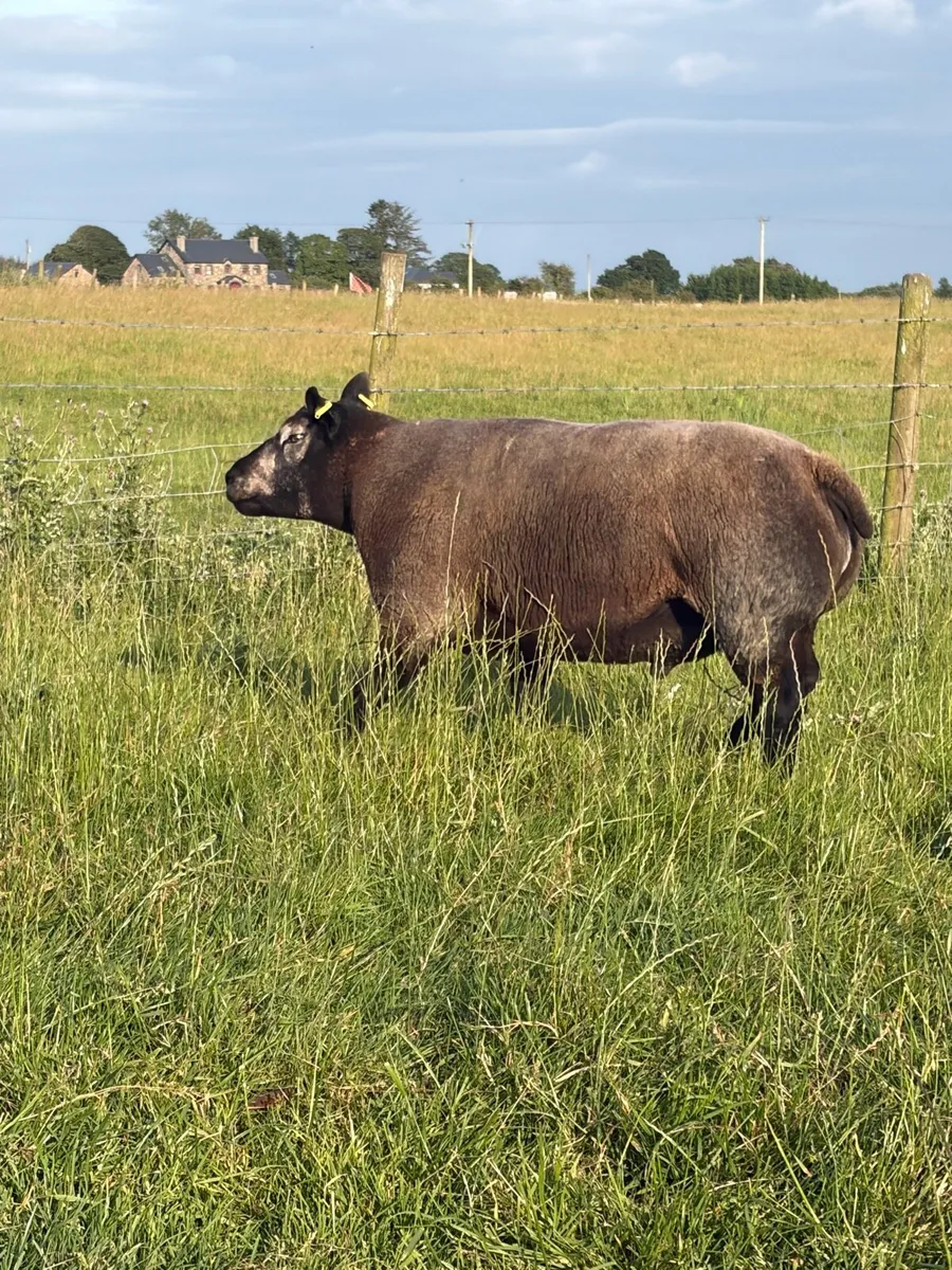 Blue Texel Ram - Image 1