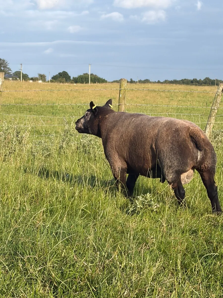 Blue Texel Ram - Image 2