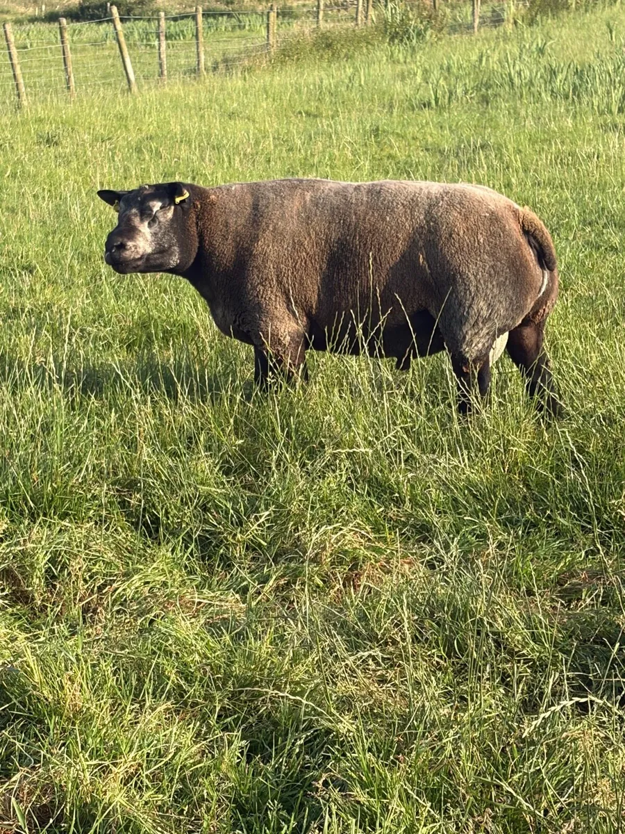 Blue Texel Ram - Image 3