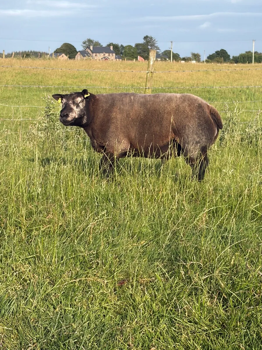 Blue Texel Ram - Image 4
