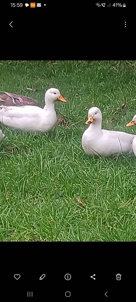 Call ducks - Image 1