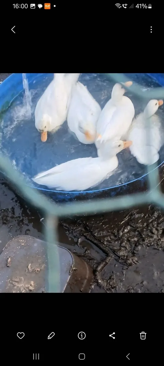 Call ducks - Image 4