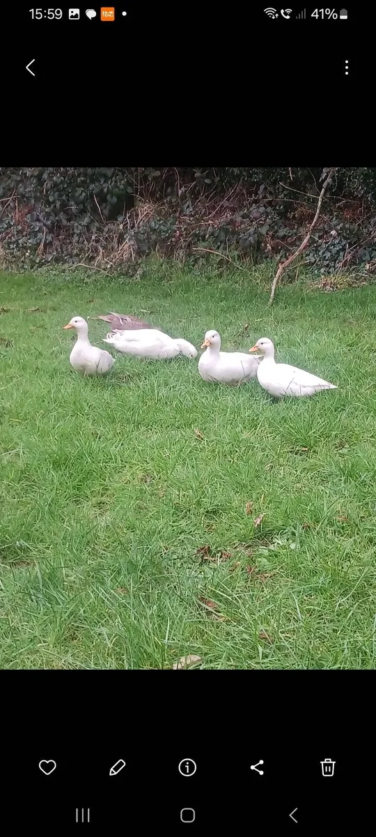 Call ducks - Image 2