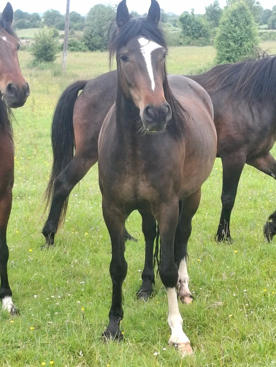 2 x 4 yo Gelding for sale - Image 1
