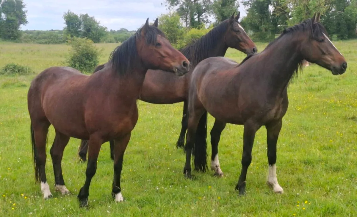 2 x 4 yo Gelding for sale - Image 2