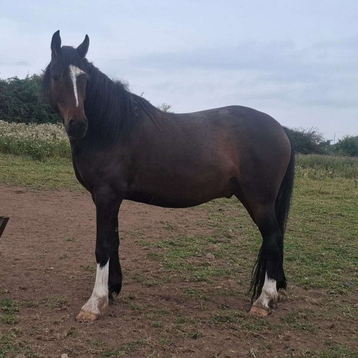 2 x 4 yo Gelding for sale - Image 3