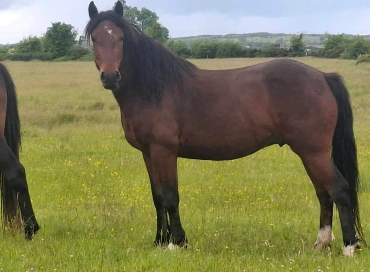 2 x 4 yo Gelding for sale - Image 4