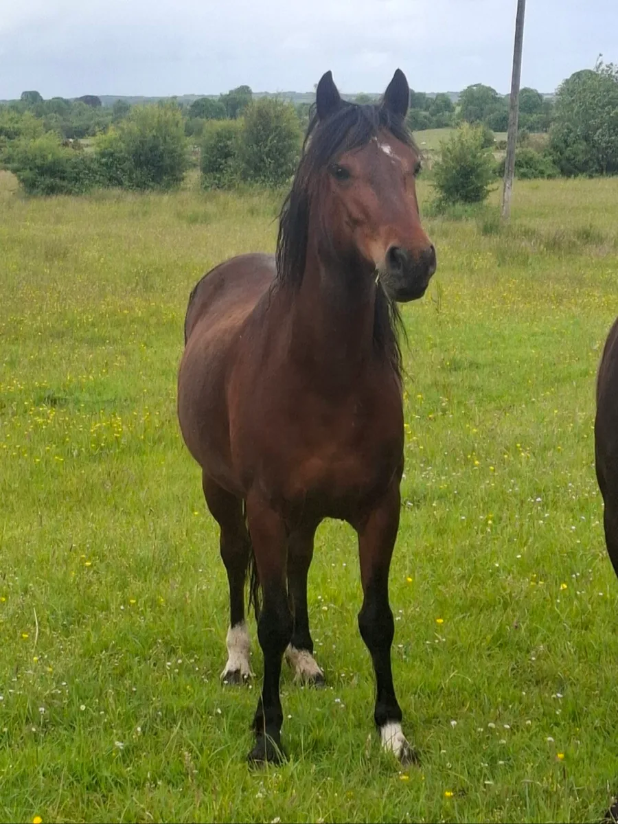 4 yo Gelding for sale - Image 1
