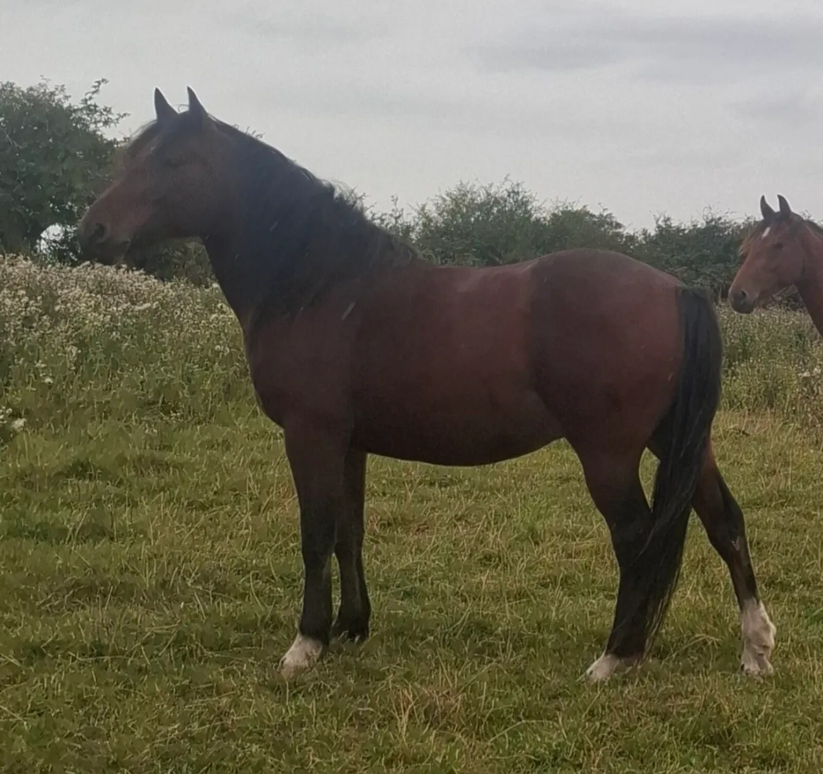 4 yo Gelding for sale - Image 4