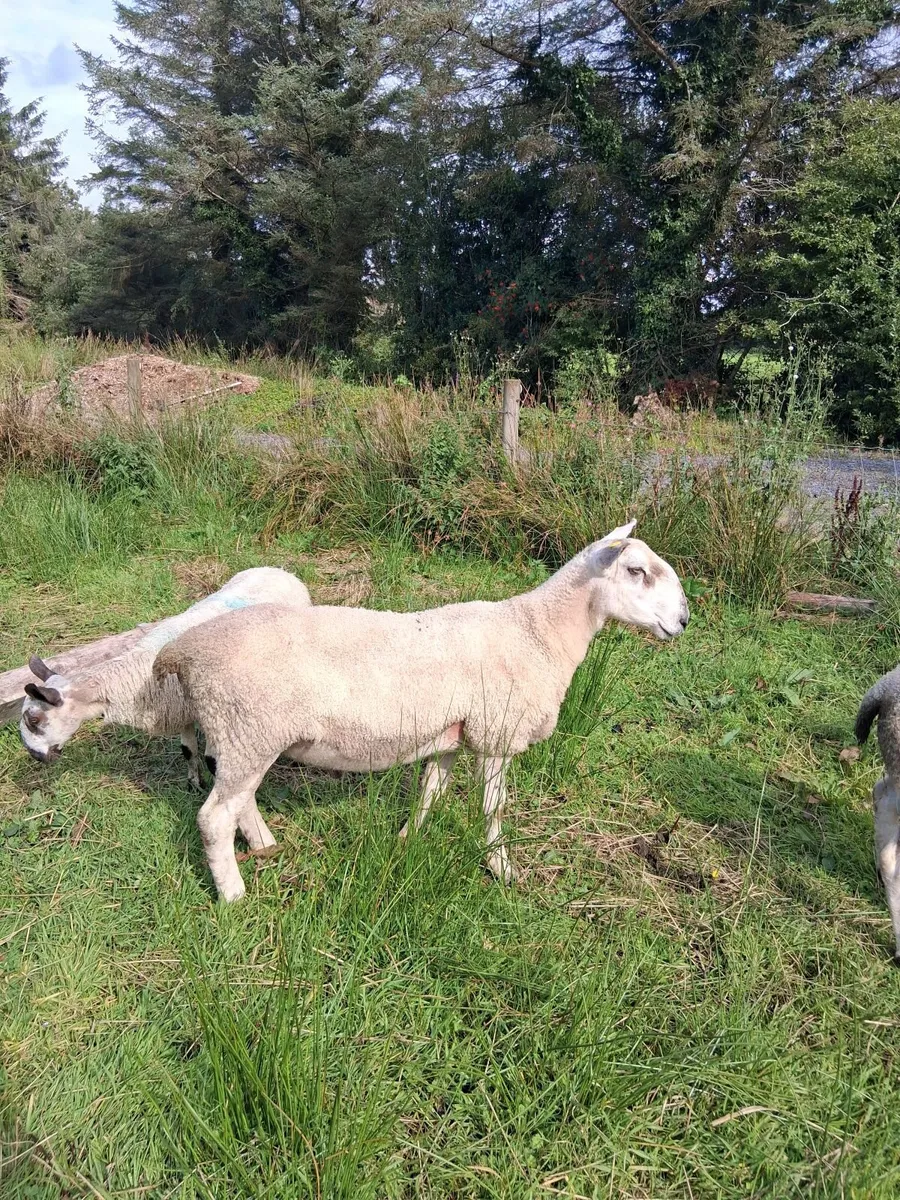 PBR Bluefaced Leicester Hogget Ram - Image 2